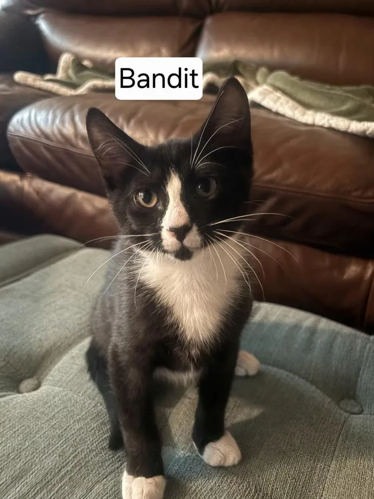 A baby small-sized male Domestic Short Hair cat named Bandit for adoption in Dallas, TX