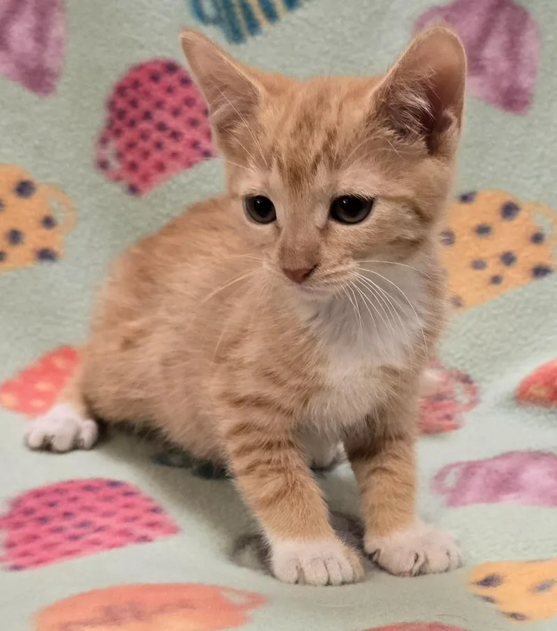 A baby small-sized female Domestic Short Hair cat named Luna for adoption in Murphysboro, IL