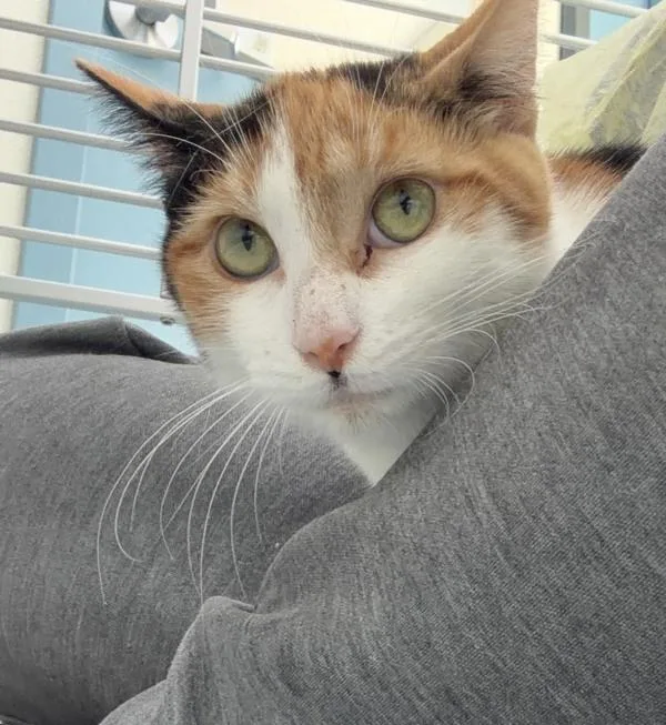 A young small-sized female Domestic Short Hair cat named Fable for adoption in Skillman, NJ