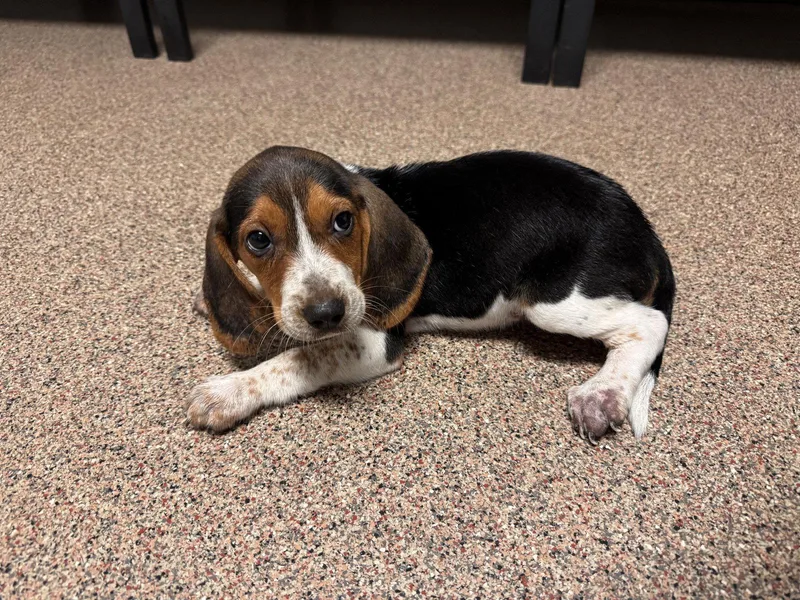 A baby small-sized male Beagle dog named Copper FH  Aloft for adoption in Sanford, FL
