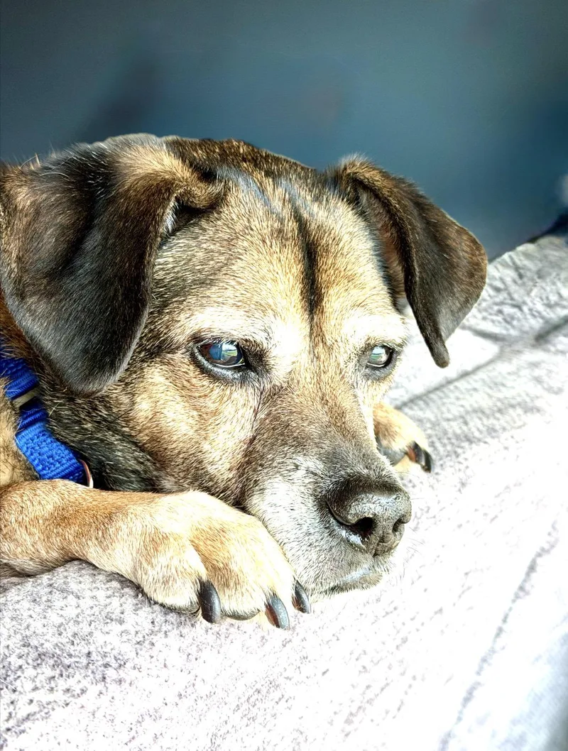 A senior medium-sized male Puggle dog named Jax for adoption in Whitewater, WI