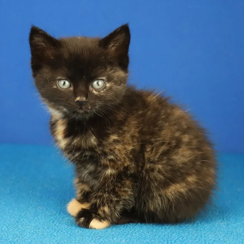 A baby small-sized female Tortoiseshell Domestic Short Hair cat named Thalia  U for adoption in Tupelo, MS