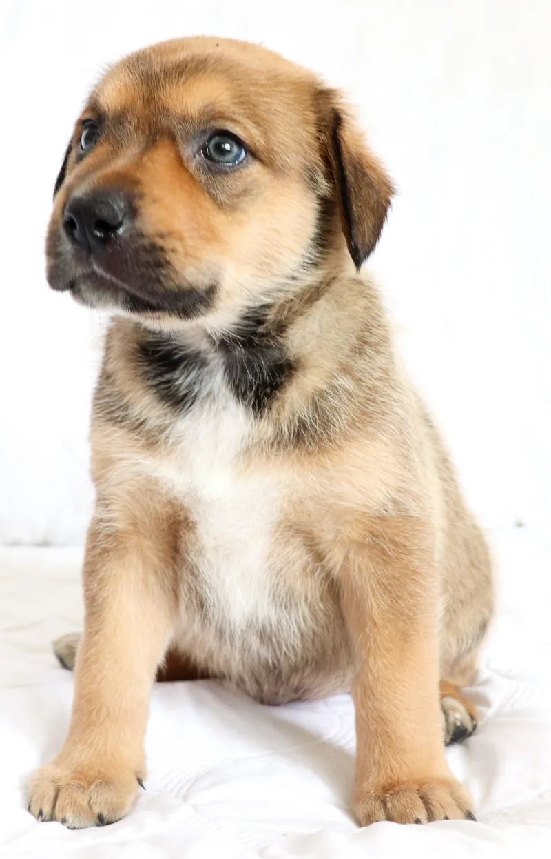A baby medium-sized male Apricot / Beige German Shepherd Dog dog named Buster for adoption in Saint Paul, MN