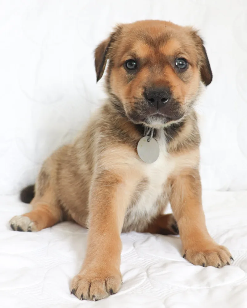Buster thumbnail 6