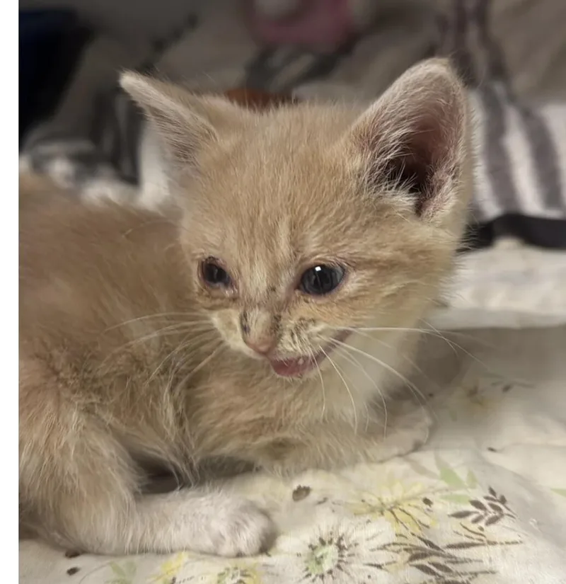 A young medium-sized female Orange / Red Domestic Short Hair cat named Iris for adoption in Osseo, MI