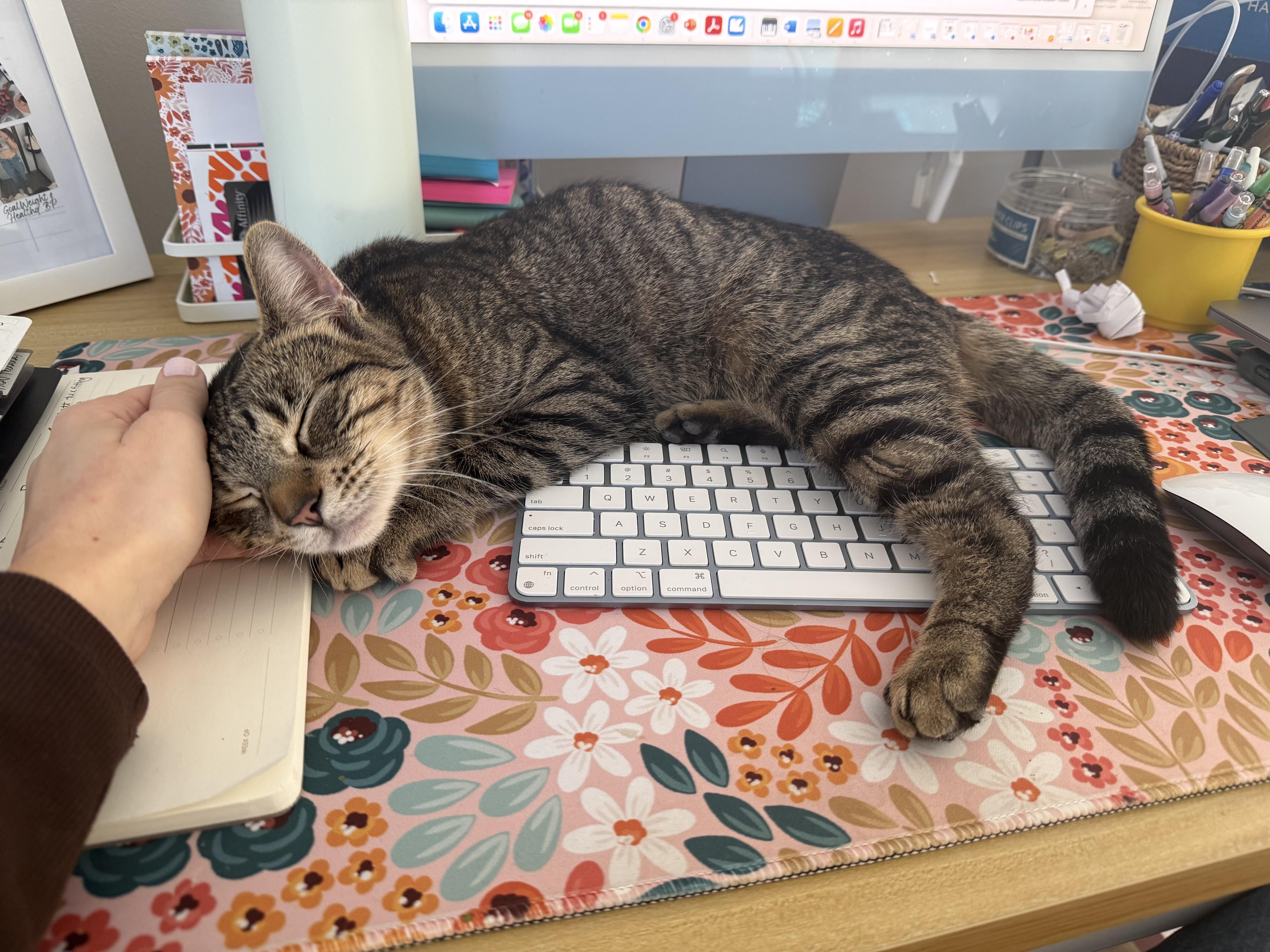 A young medium-sized female Domestic Short Hair cat named Polly for adoption in Rochelle Park, NJ