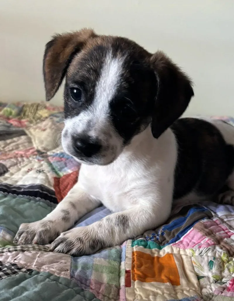 A baby medium-sized female Dachshund dog named Faith for adoption in Royal Palm Beach, FL