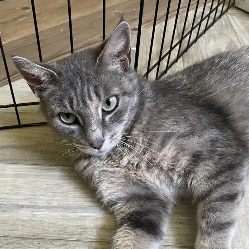 An adult medium-sized female Torbie Domestic Short Hair cat named Moonlight Serenade for adoption in Fredericksburg, VA