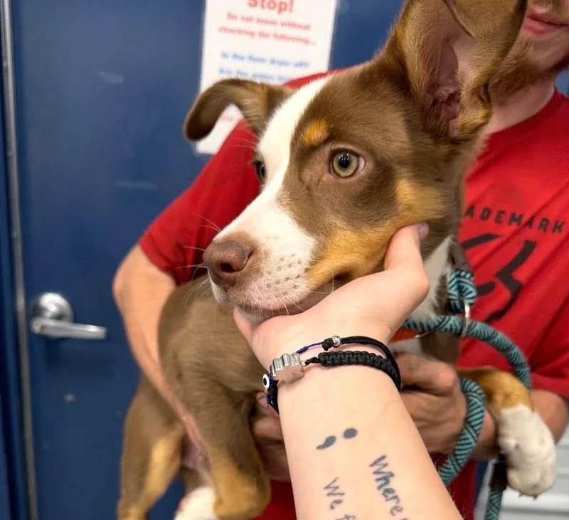 A baby medium-sized male Mixed Breed dog named Finn for adoption in Portland, IN