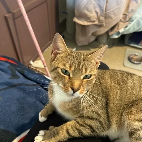 A young medium-sized female Torbie Domestic Short Hair cat named Nina for adoption in Manchester, CT
