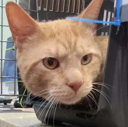 An adult small-sized male Domestic Short Hair cat named Earl for adoption in Cincinnati, OH