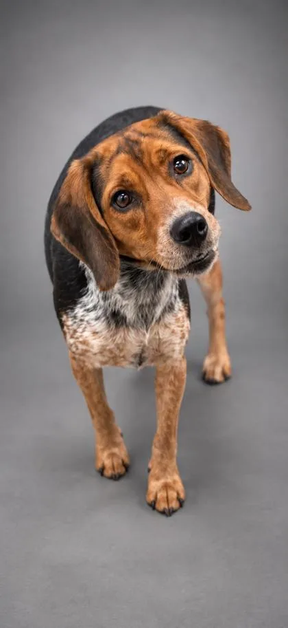 An adult small-sized female Beagle dog named Roxy for adoption in Bowling Green, KY