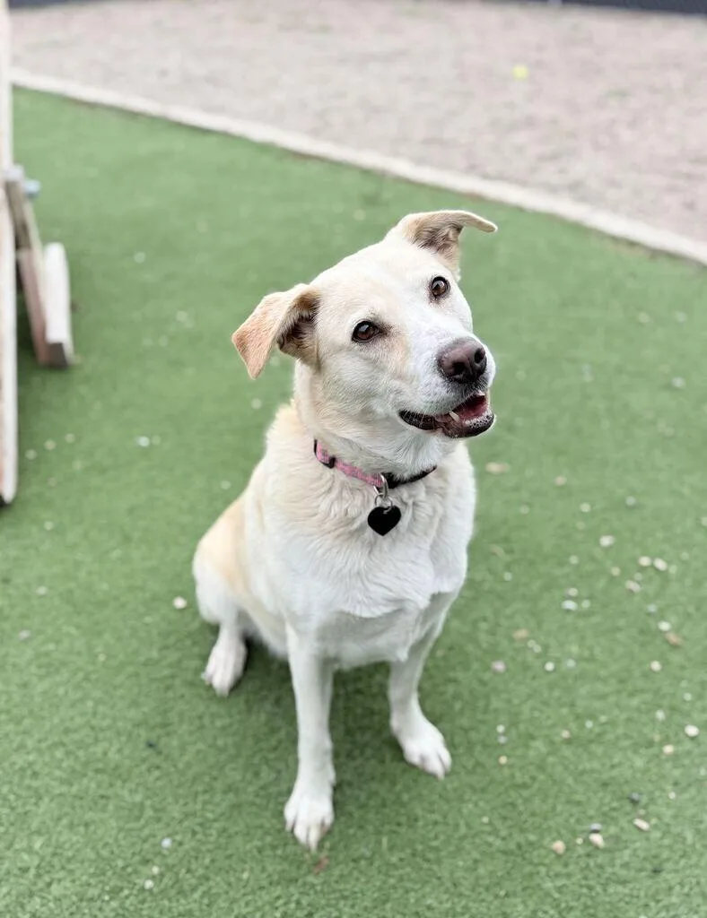 An adult medium-sized female Yellow / Tan / Blond / Fawn Yellow Labrador Retriever dog named Goldilocks for adoption in Fruit Heights, UT