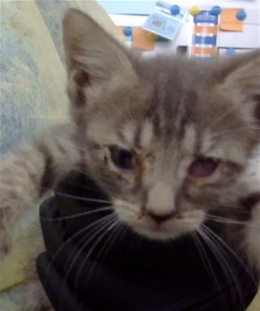A baby medium-sized female Domestic Medium Hair cat named Maria for adoption in Dallas, TX