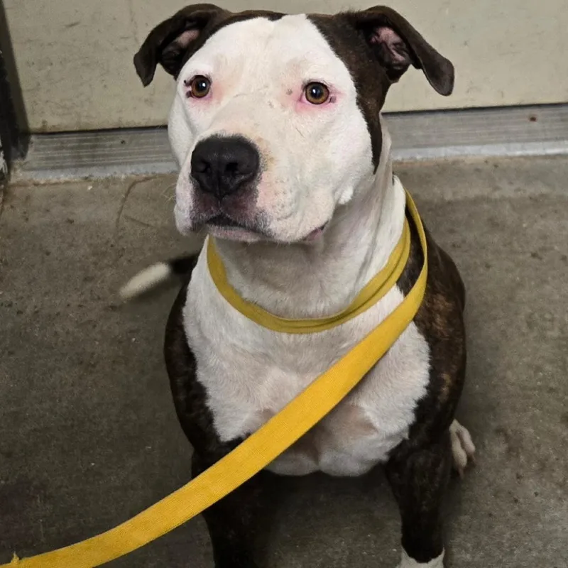 An adult large-sized male Black Mixed Breed dog named Owens for adoption in Mount Gilead, NC