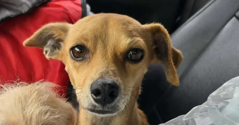 A young small-sized female Terrier dog named Cindy for adoption in New York, NY