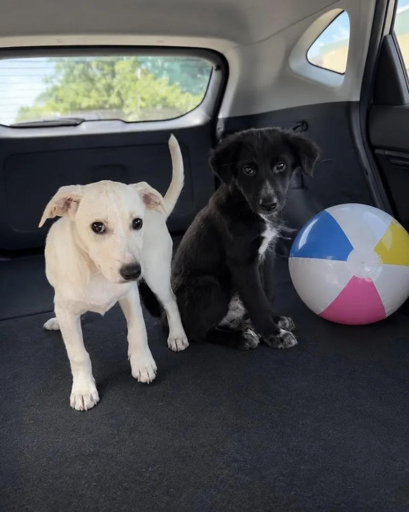 A baby medium-sized male Black Labrador Retriever dog named Cody for adoption in New York, NY
