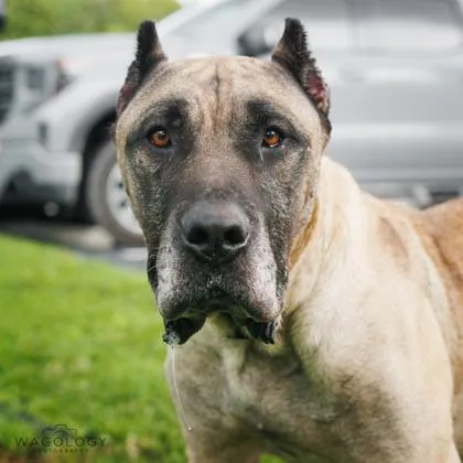An adult large-sized male Cane Corso dog named Brewski for adoption in Largo, FL