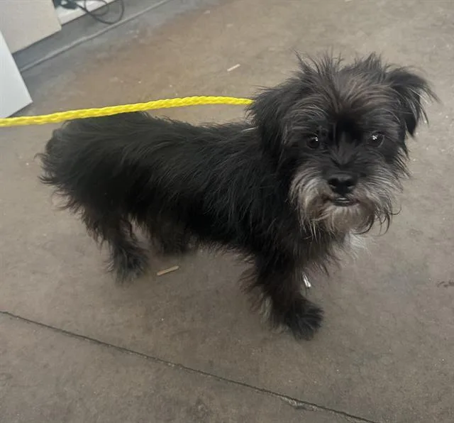 A young small-sized male Mixed Breed dog named Scotch for adoption in Dallas, TX