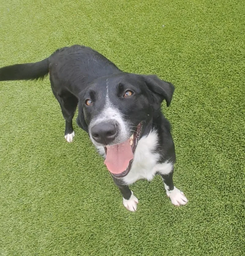 A young medium-sized male Black Border Collie dog named Derby for adoption in Frankfort, KY
