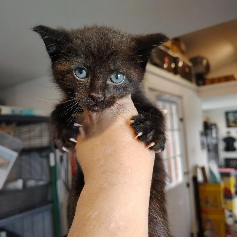 A baby small-sized male Black Domestic Short Hair cat named Neck Tie for adoption in Osawatomie, KS
