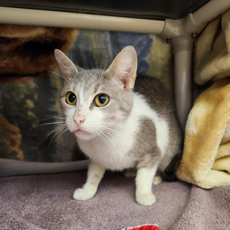 An adult medium-sized female Gray / Blue / Silver Domestic Short Hair cat named Mrs.Honey for adoption in Fort Wayne, IN