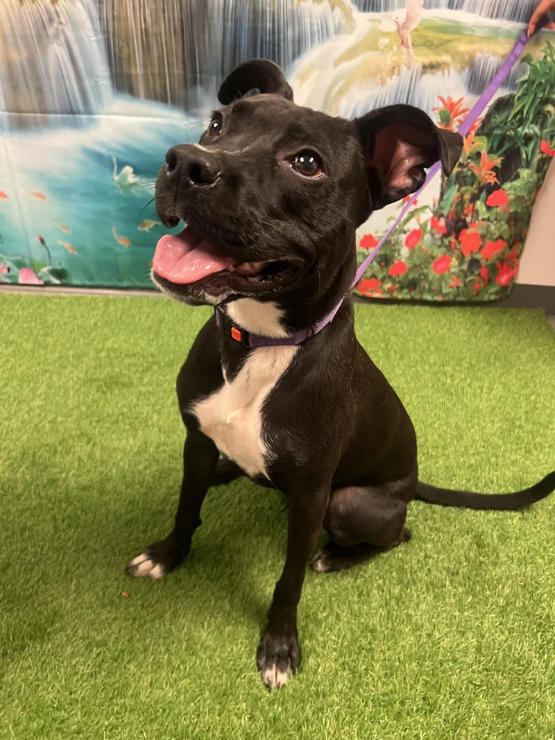 A young medium-sized female Labrador Retriever dog named Olive for adoption in Euless, TX
