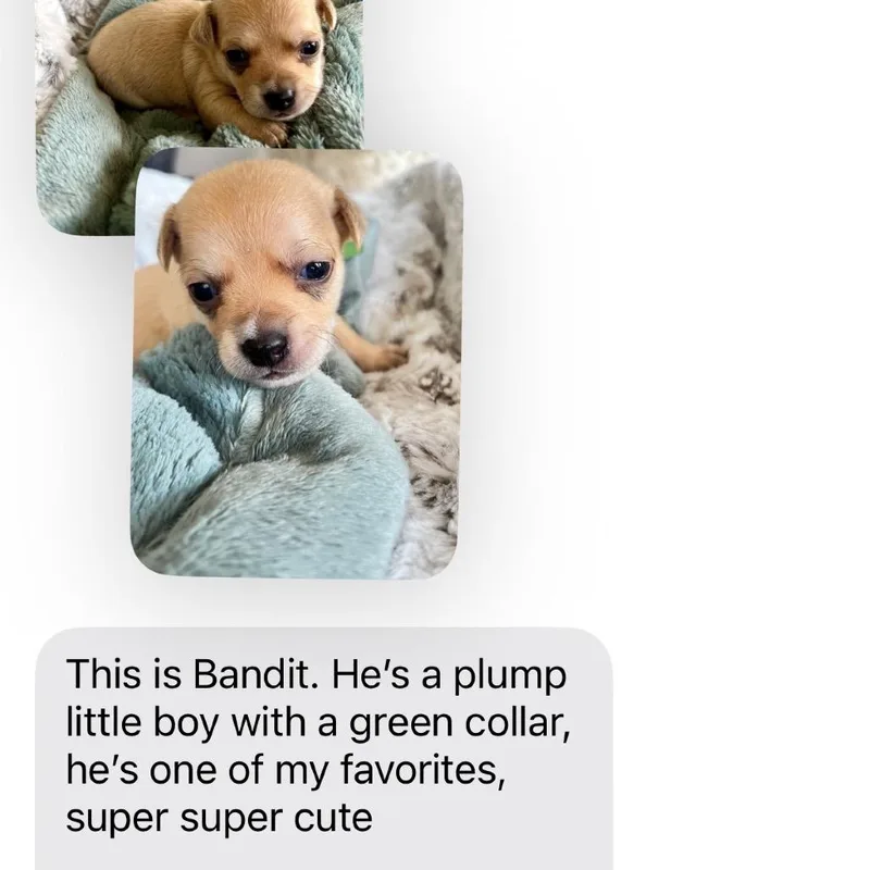 Bandit_ thumbnail 2