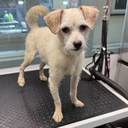 An adult small-sized male Terrier dog named Frankie Valli for adoption in Oakland, CA