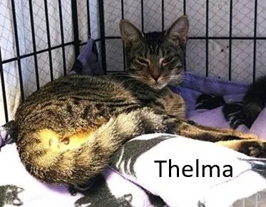 Thelma thumbnail 3