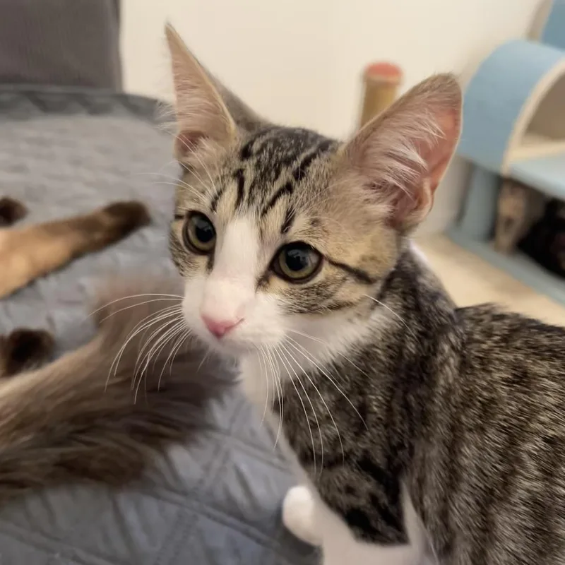 A baby medium-sized male Brown / Chocolate Domestic Short Hair cat named Neil for adoption in Las Vegas, NV
