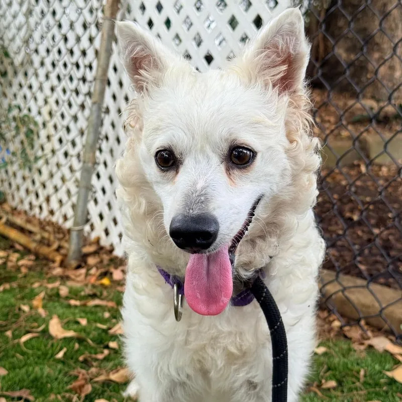 An adult small-sized female American Eskimo Dog dog named Violet for adoption in Lauderhill, FL