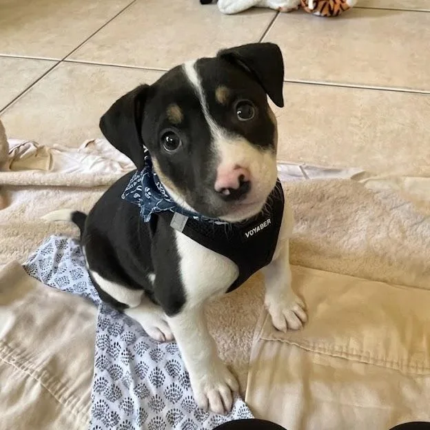 A baby large-sized male Mixed Breed dog named Tito for adoption in Boca Raton, FL