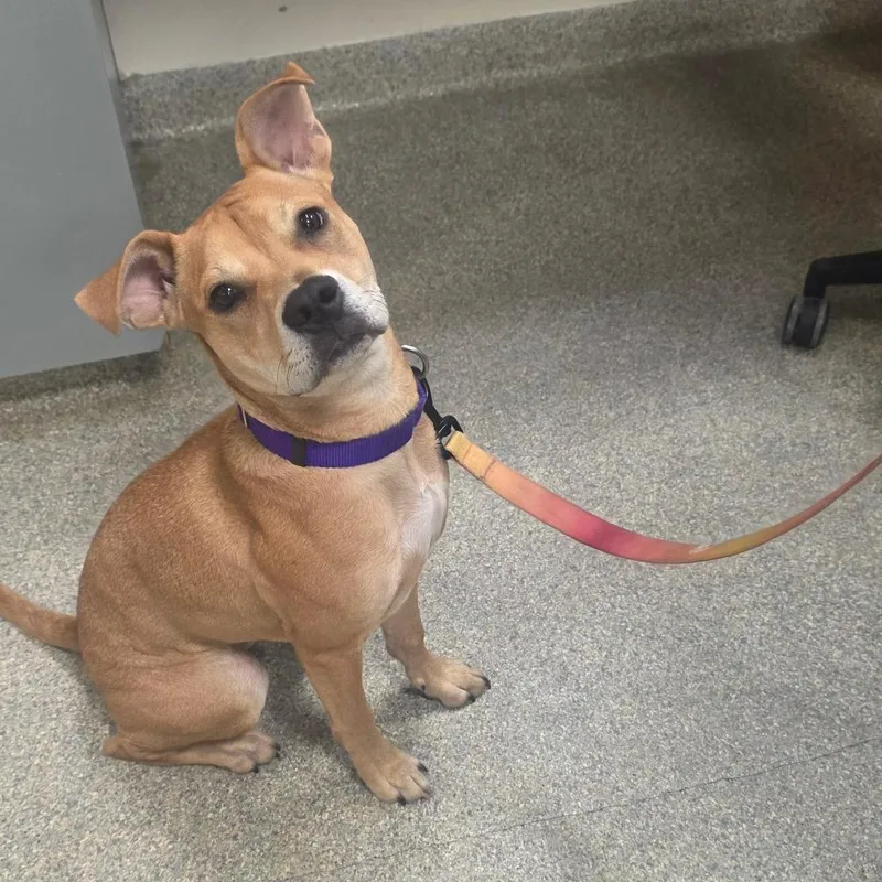 A young medium-sized female Yellow / Tan / Blond / Fawn Mixed Breed dog named Nikita for adoption in Jacksonville, FL