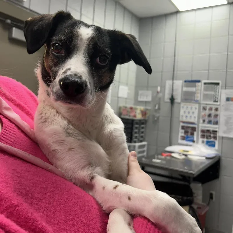 Roly Poly thumbnail 2