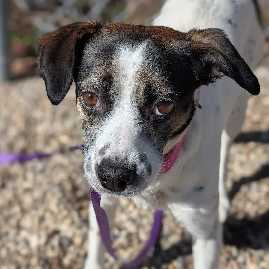 Roly Poly thumbnail 4