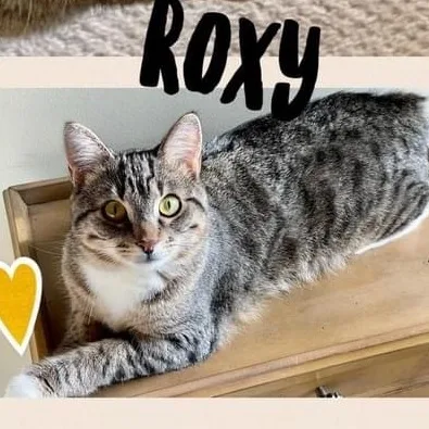 Roxy thumbnail 2