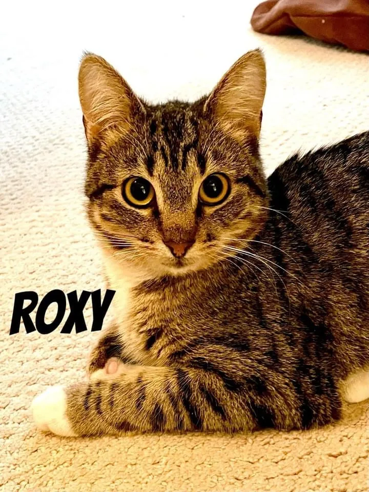 Roxy thumbnail 3