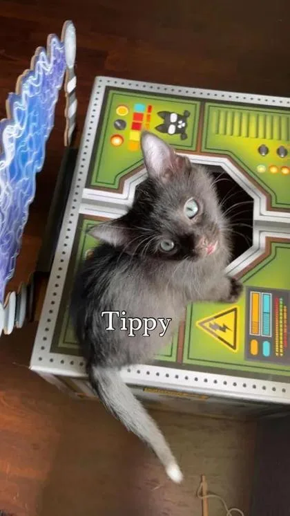 A baby small-sized male Domestic Short Hair cat named Tippy for adoption in Aberdeen, SD