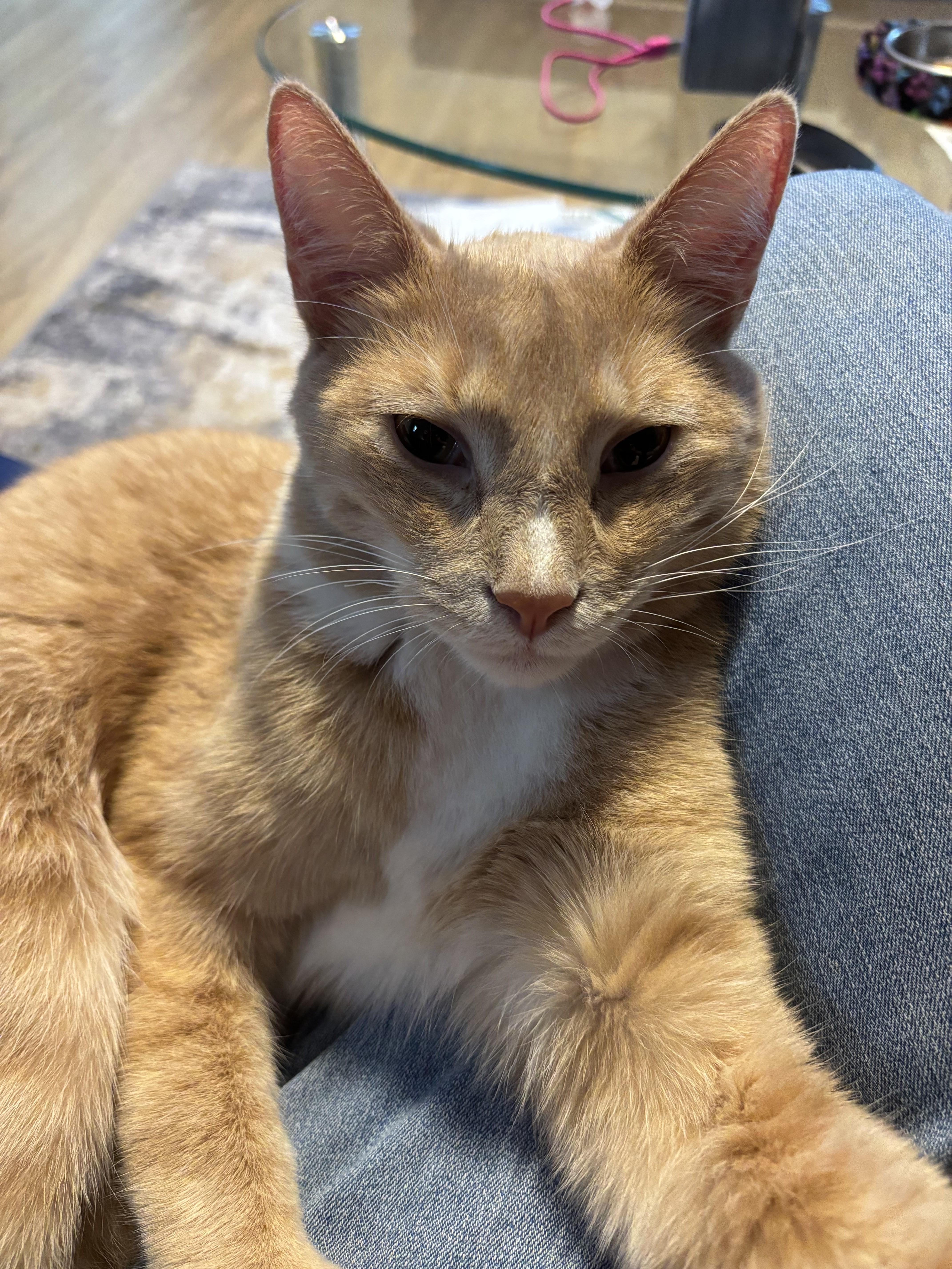 A young medium-sized male Orange & White Tabby cat named Meet ChickYour Snuggle Buddy for adoption in Laurel, MD