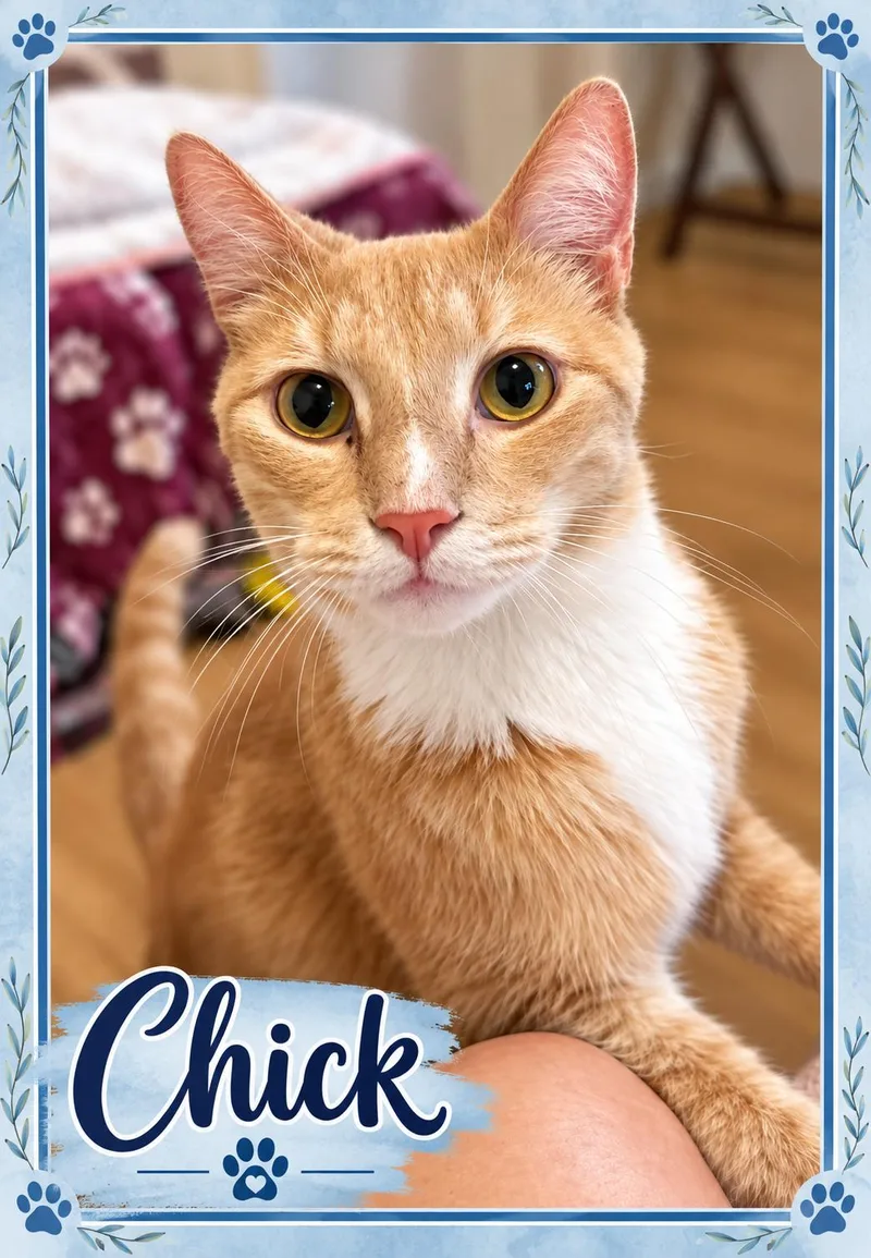 Meet ChickYour Snuggle Buddy thumbnail 4
