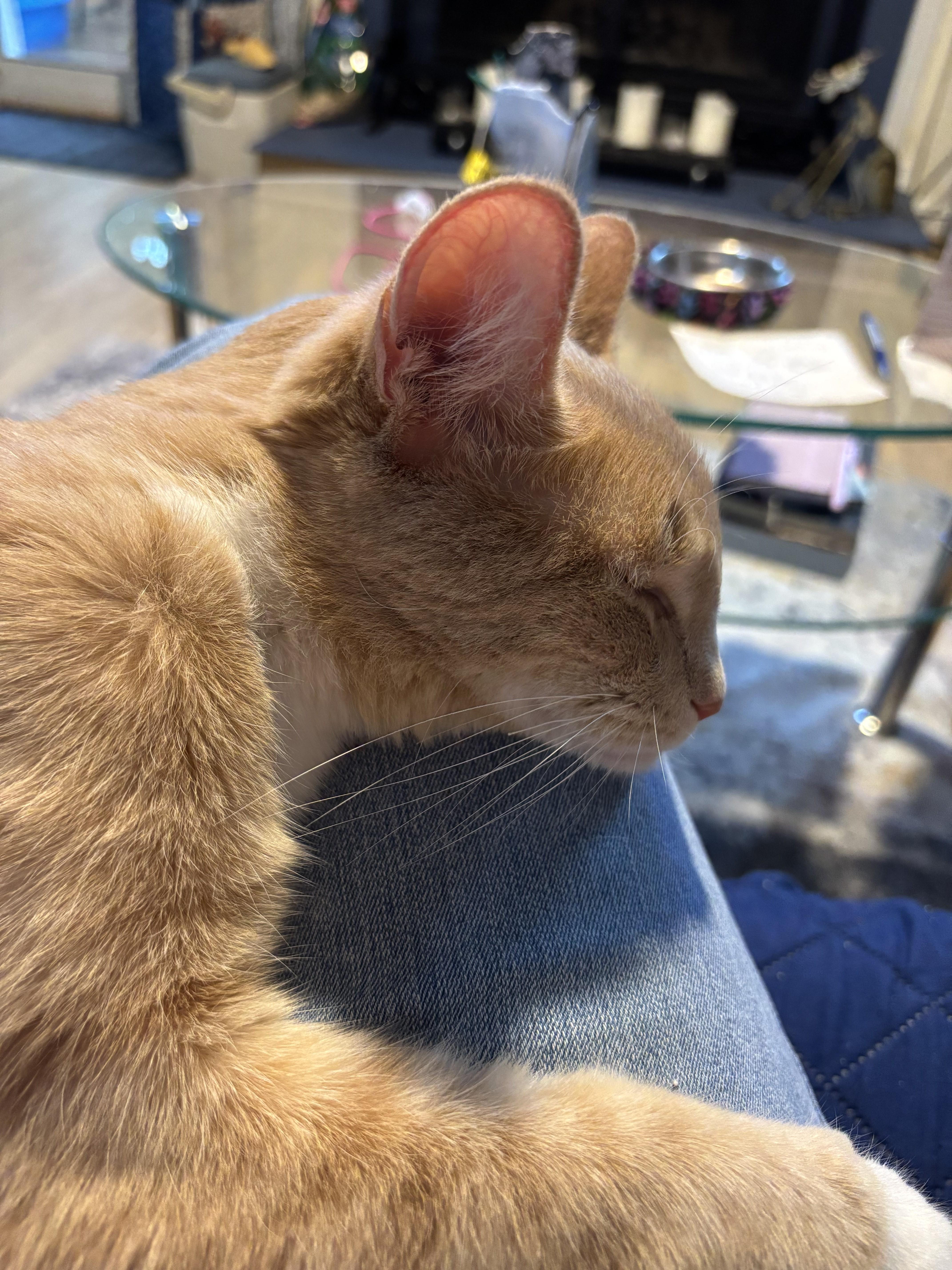 Meet ChickYour Snuggle Buddy thumbnail 5