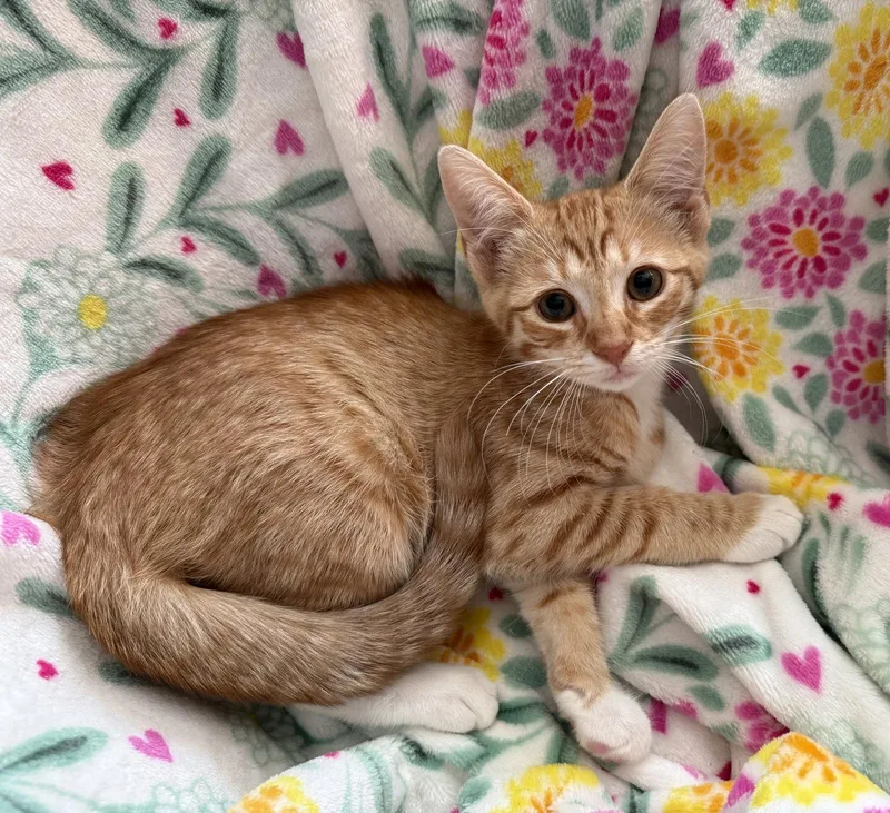 A young medium-sized male Orange / Red Domestic Short Hair cat named Timón for adoption in Furlong, PA