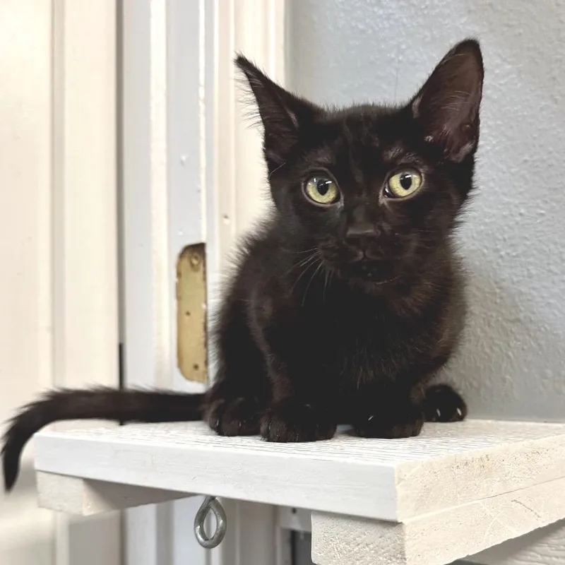 A baby small-sized female Black Domestic Short Hair cat named Gale KC for adoption in Union, MO