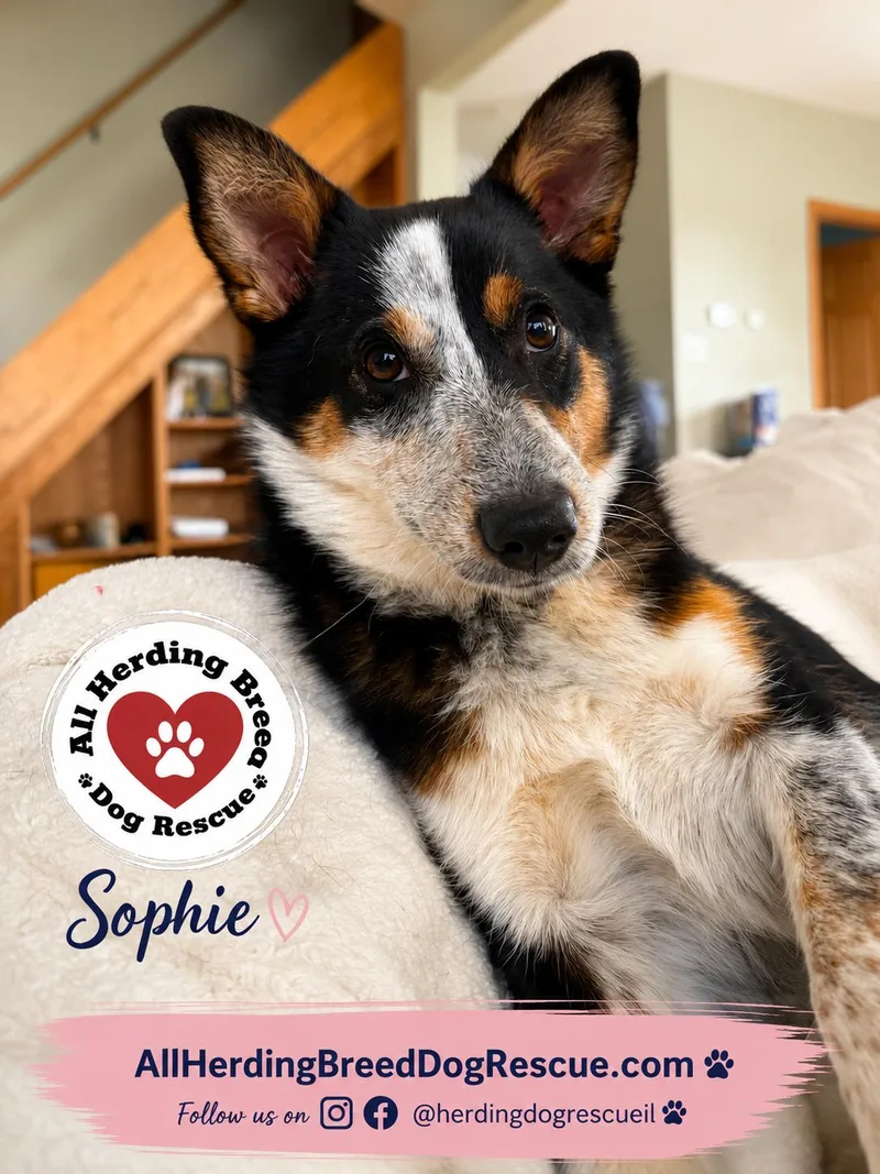 Sophie