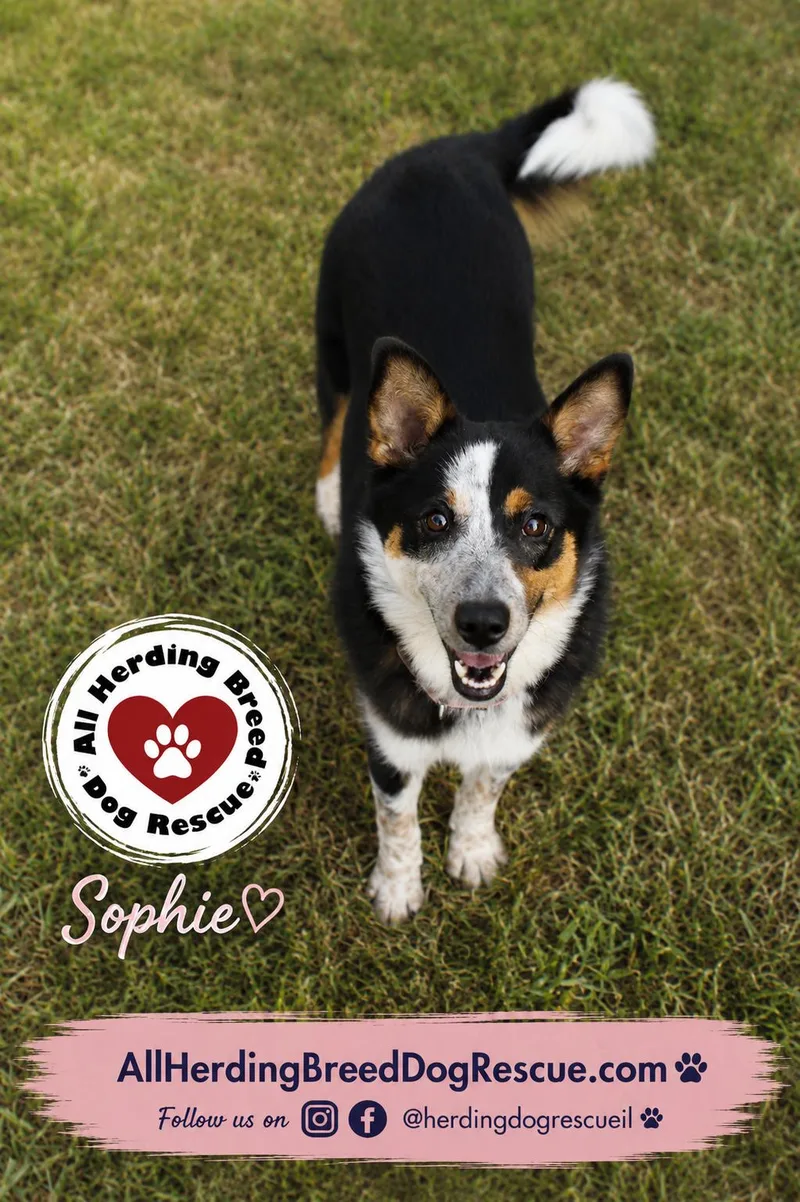 Sophie thumbnail 2