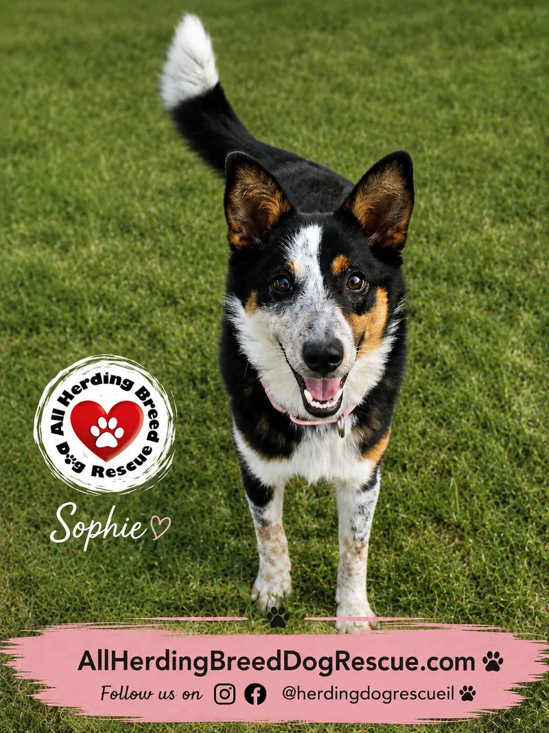 Sophie thumbnail 3