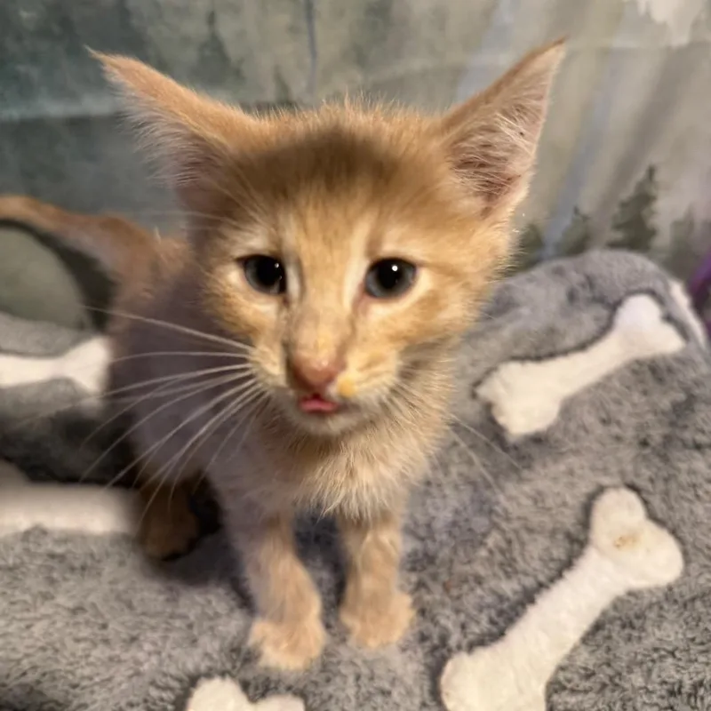 A baby small-sized male Orange / Red Domestic Short Hair cat named Guppy for adoption in Buffalo, MN