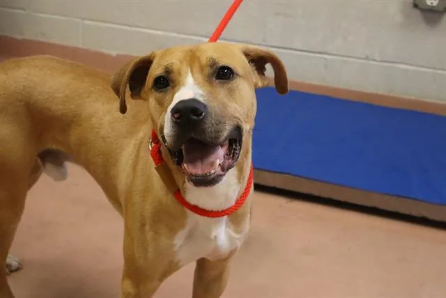 An adult large-sized male Mixed Breed dog named Dylan for adoption in Columbia, SC