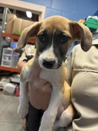 A baby medium-sized female Pit Bull Terrier dog named Amethyst $ for adoption in Seneca, SC